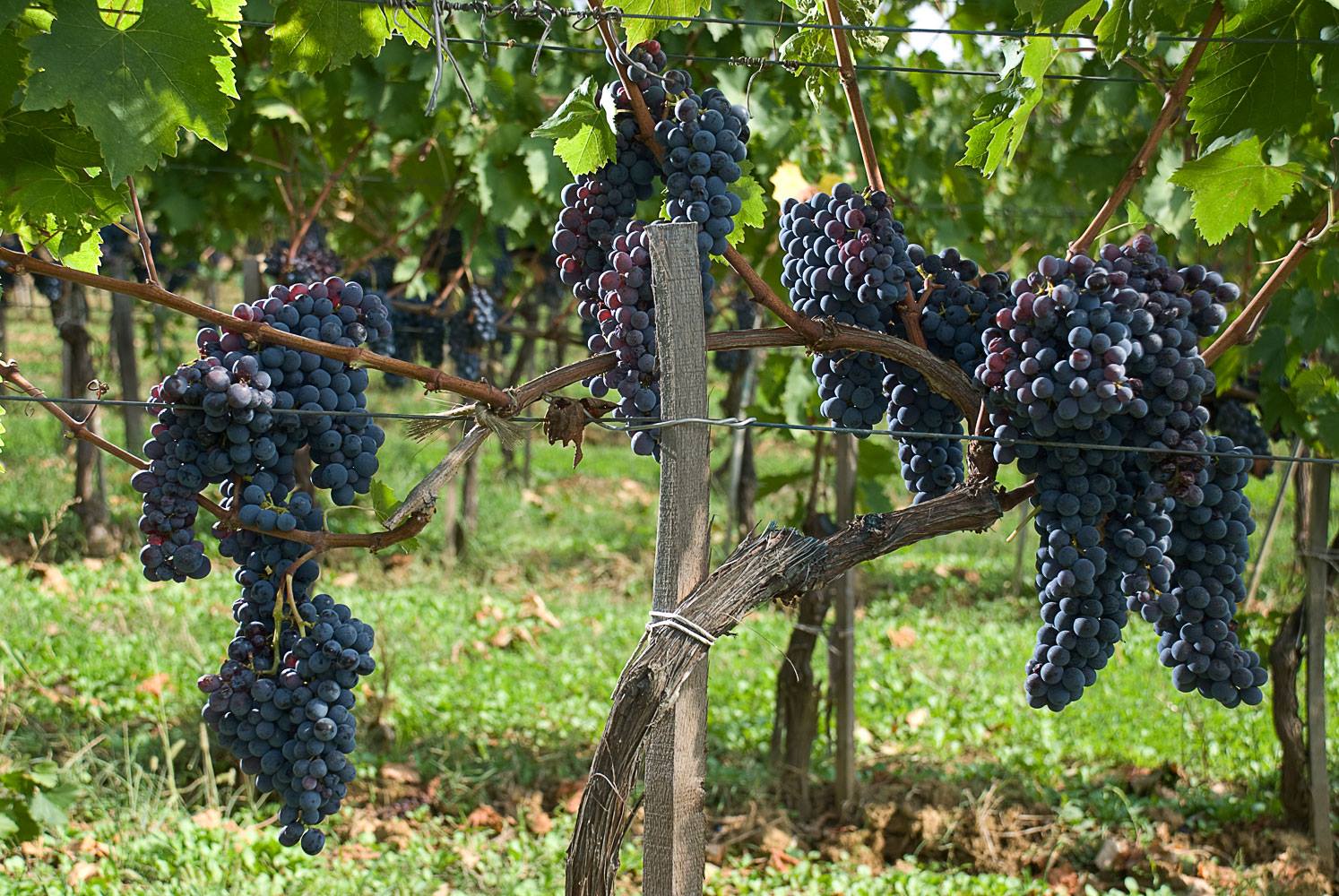 Grapes hanging on vines in a vineyard; purple fruit, green leaves, sunny outdoors.