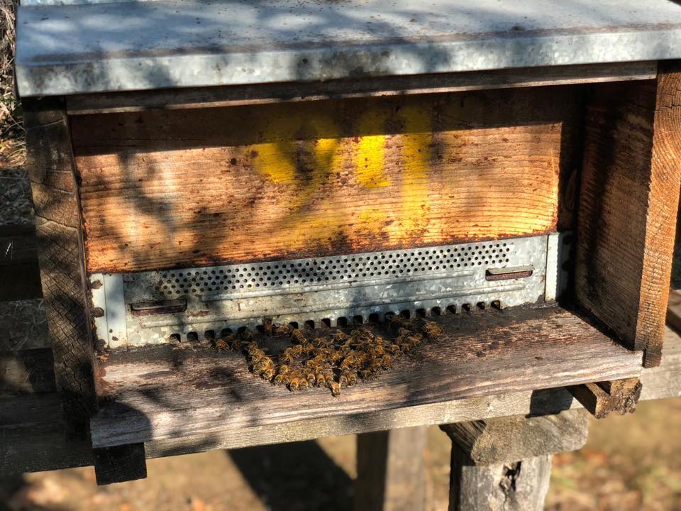 Close-up of a wooden beehive with a pile of debris at the entrance, outside in sunlight.