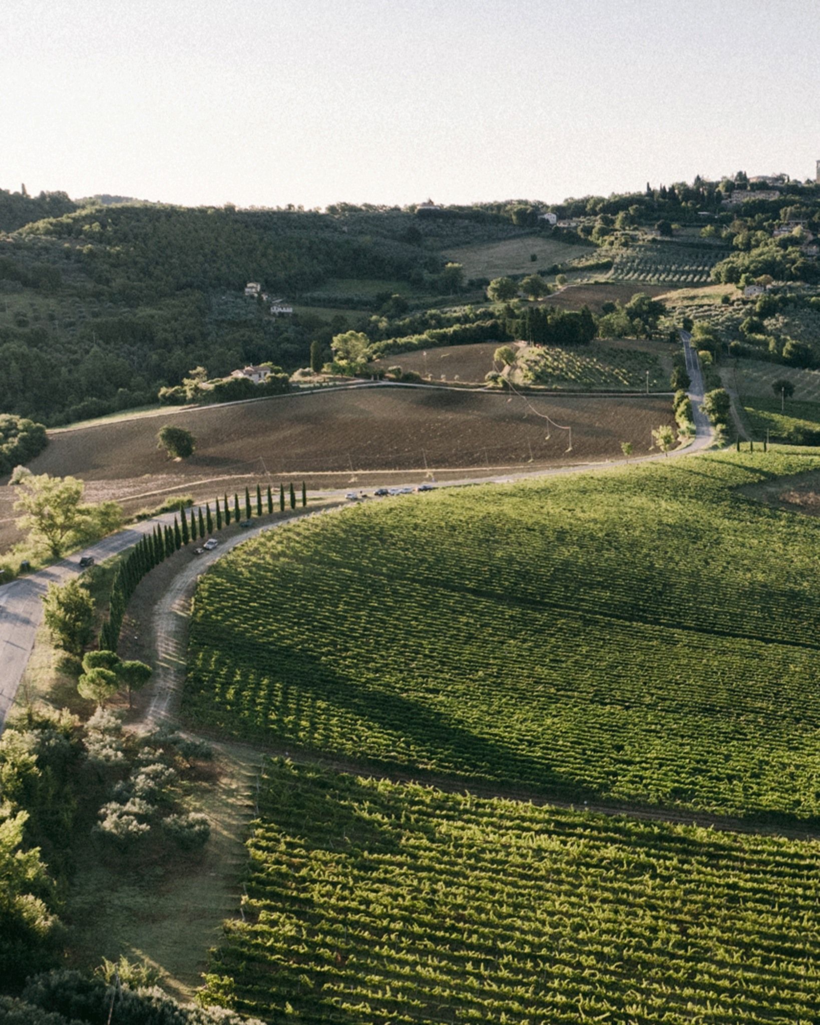 Rolling vineyard hills at Agri Segretum, with vine rows and a winding road through the landscape.