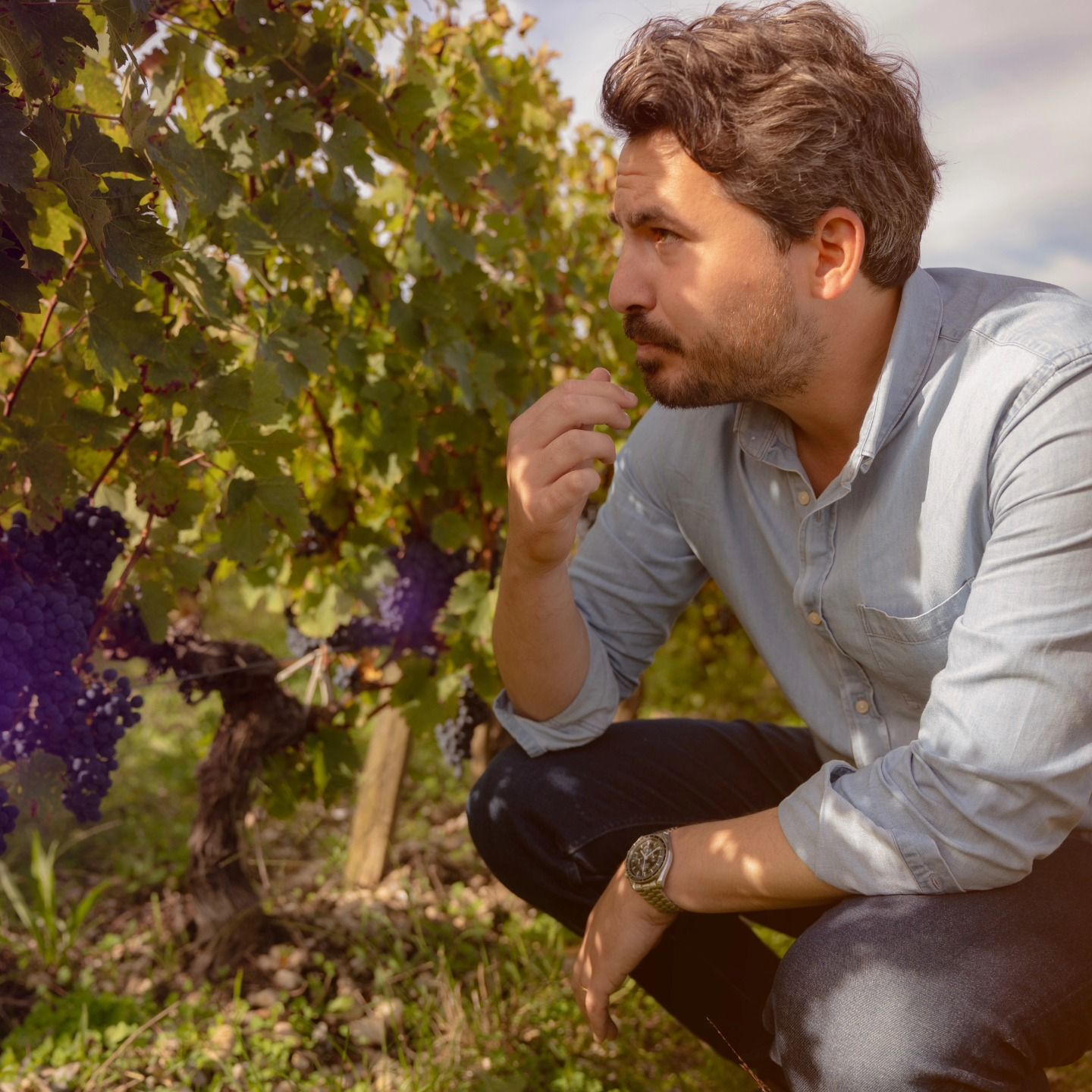 WInemaker inspecting red grapes at Château Tour des Termes