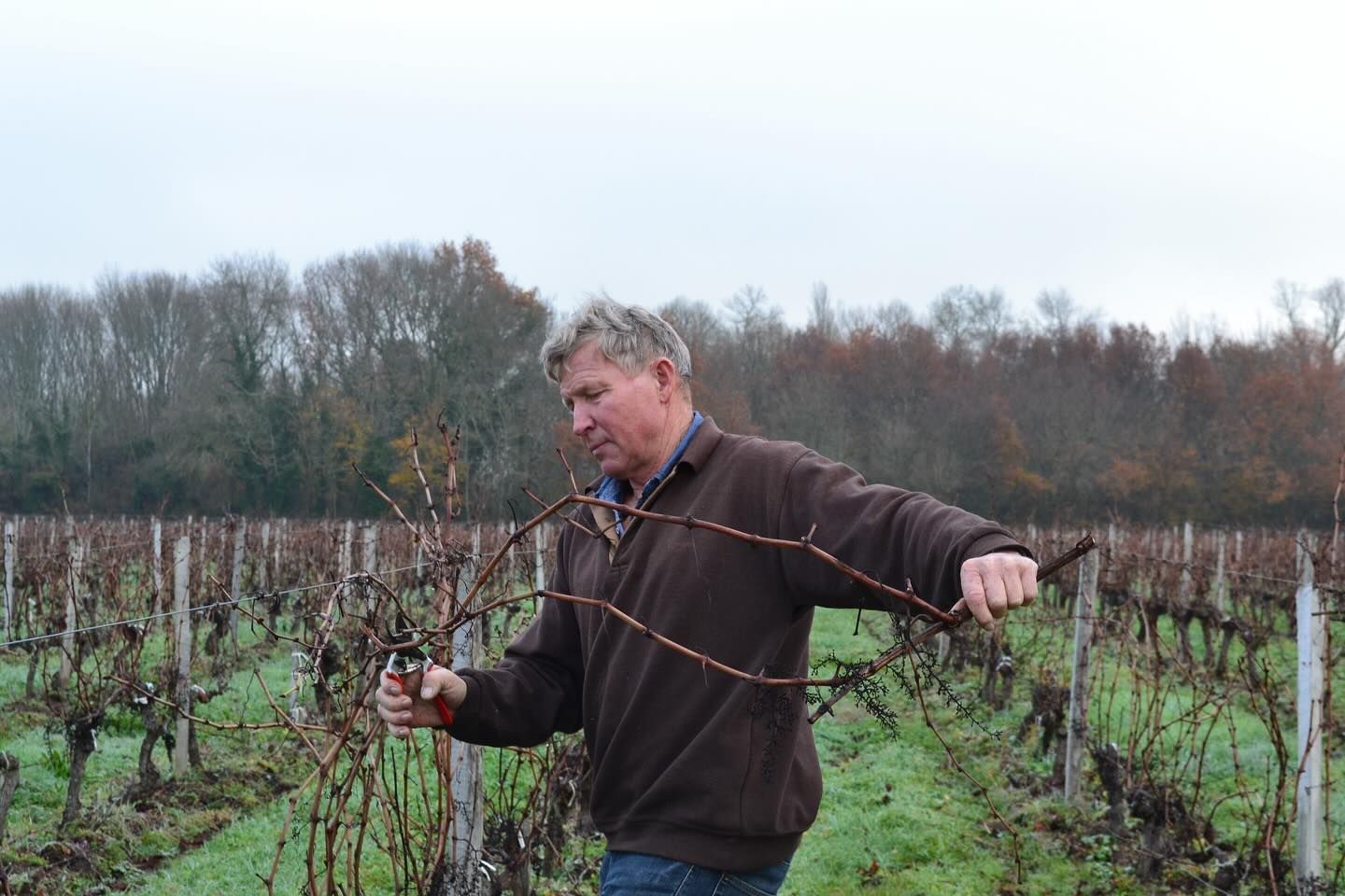 Man pruning grape vines with clippers in a vineyard, at Château Saint Hilaire