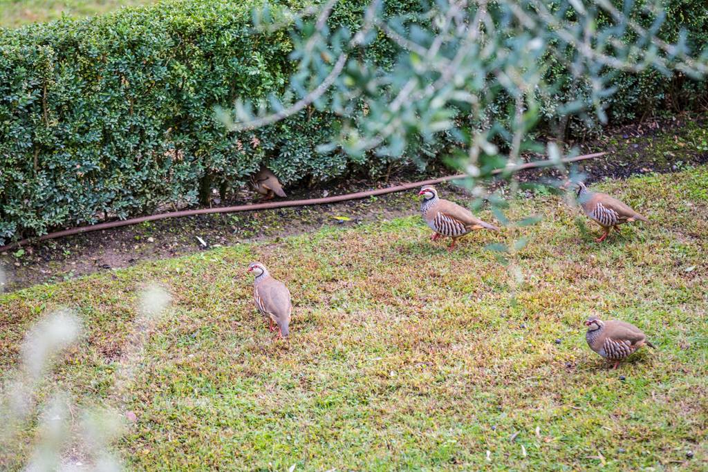 Five brown birds forage on a grassy hill near a green hedge, at Il Palagio winery.