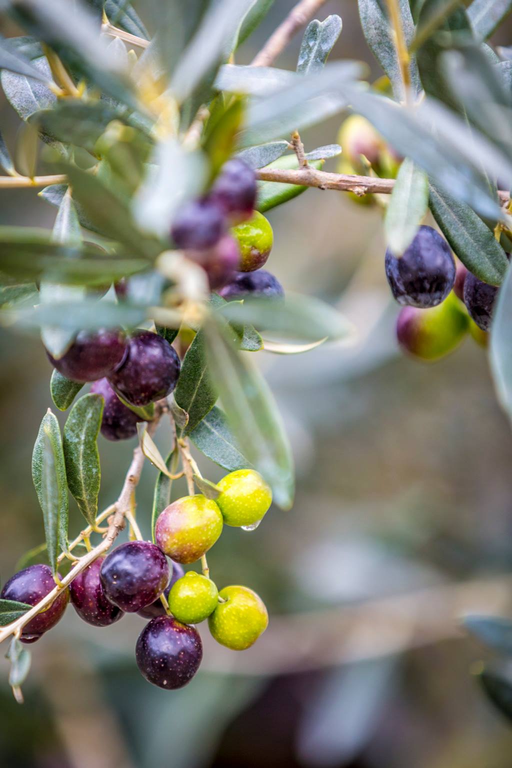 Olives on a branch, transitioning from green to purple-black; at Il Palagio winery.