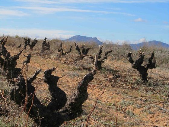 Vineyard with pruned grapevines in a brown field under a clear blue sky.