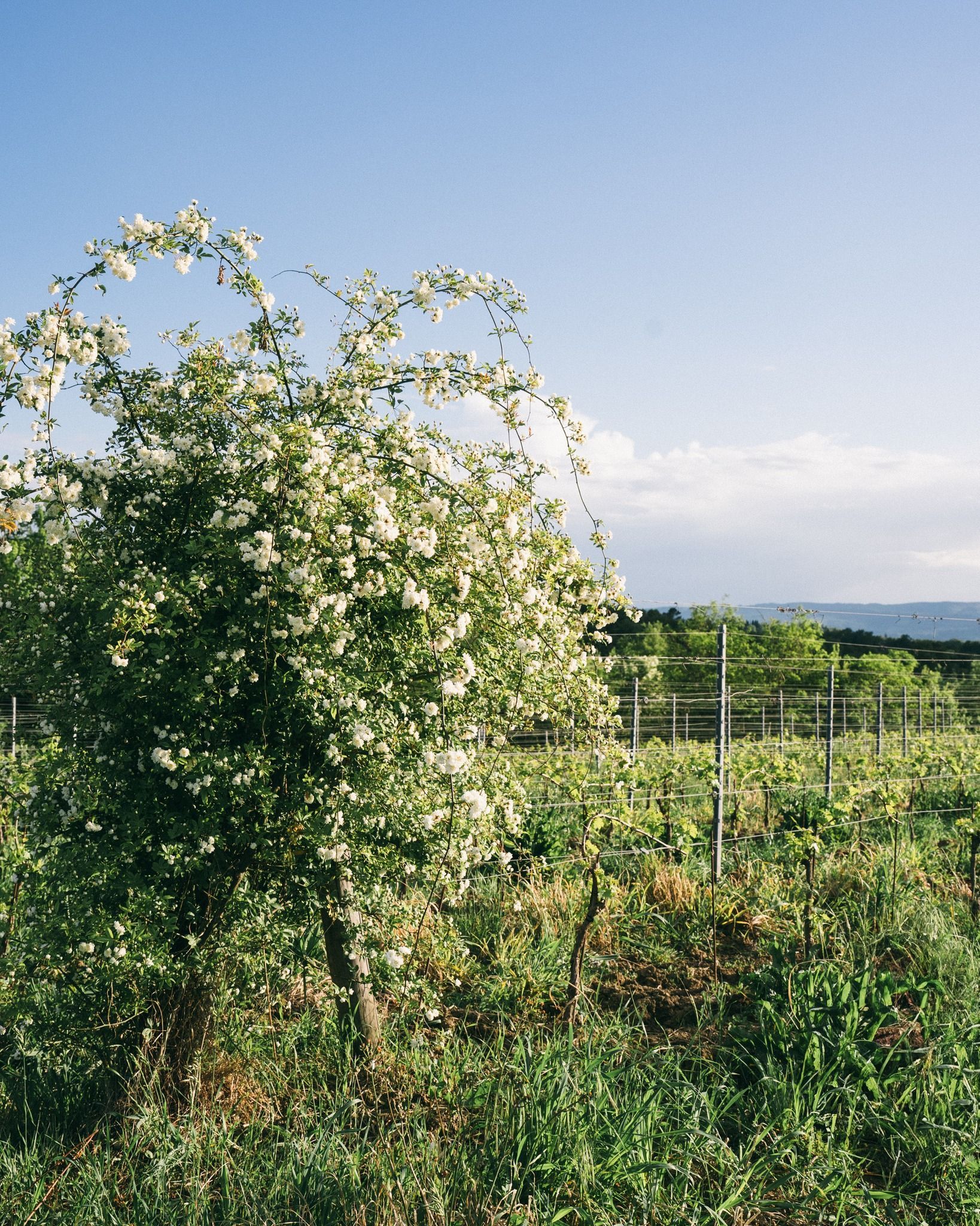 Flowering rose bush growing alongside vineyard rows at Agri Segretum.