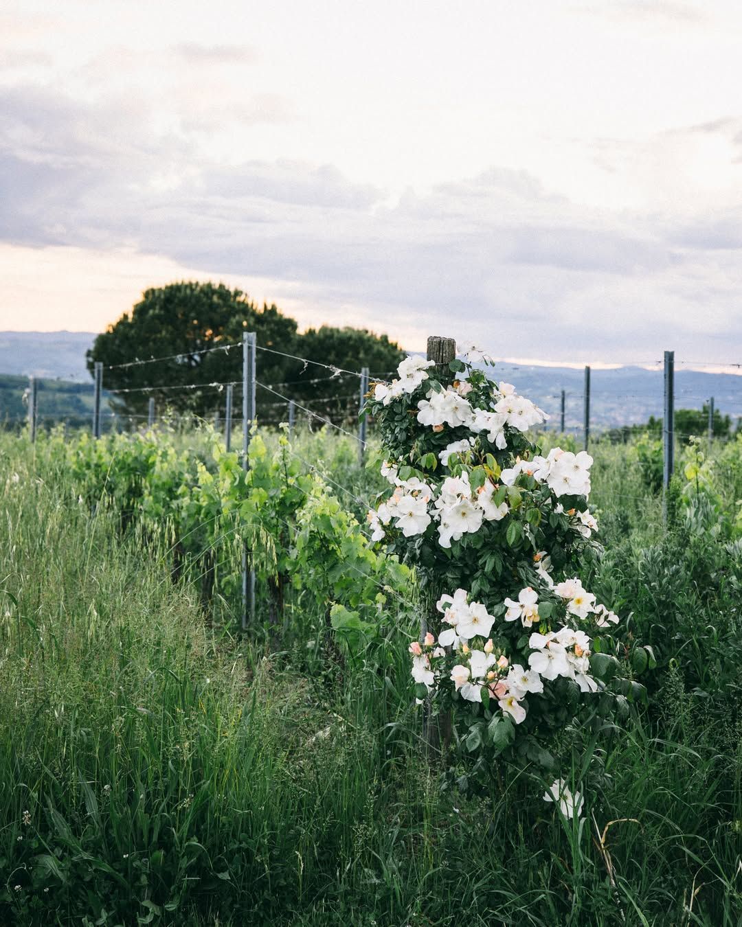 Flowering rose bush growing among vineyard rows, surrounded by native grasses.