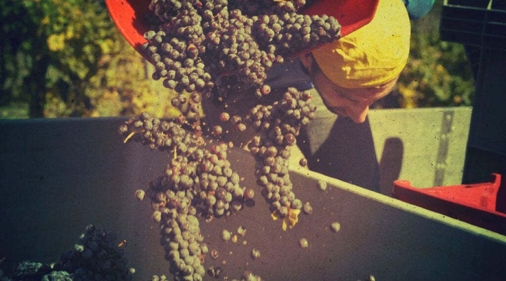 Grapes being poured from a red bucket into a container; at Barbacàn Winery