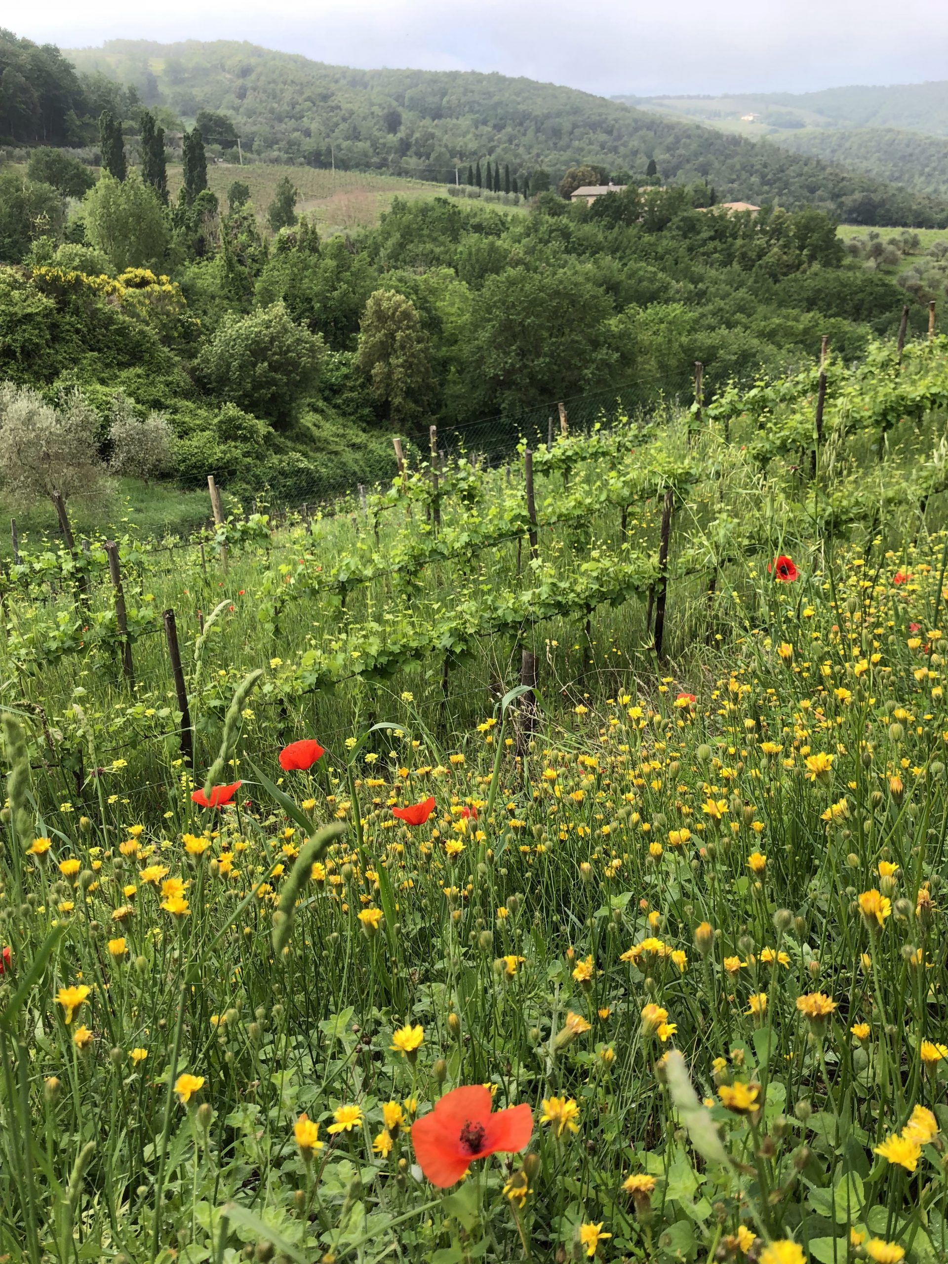Casa Raia vineyard with wildflowers and green rolling hills.