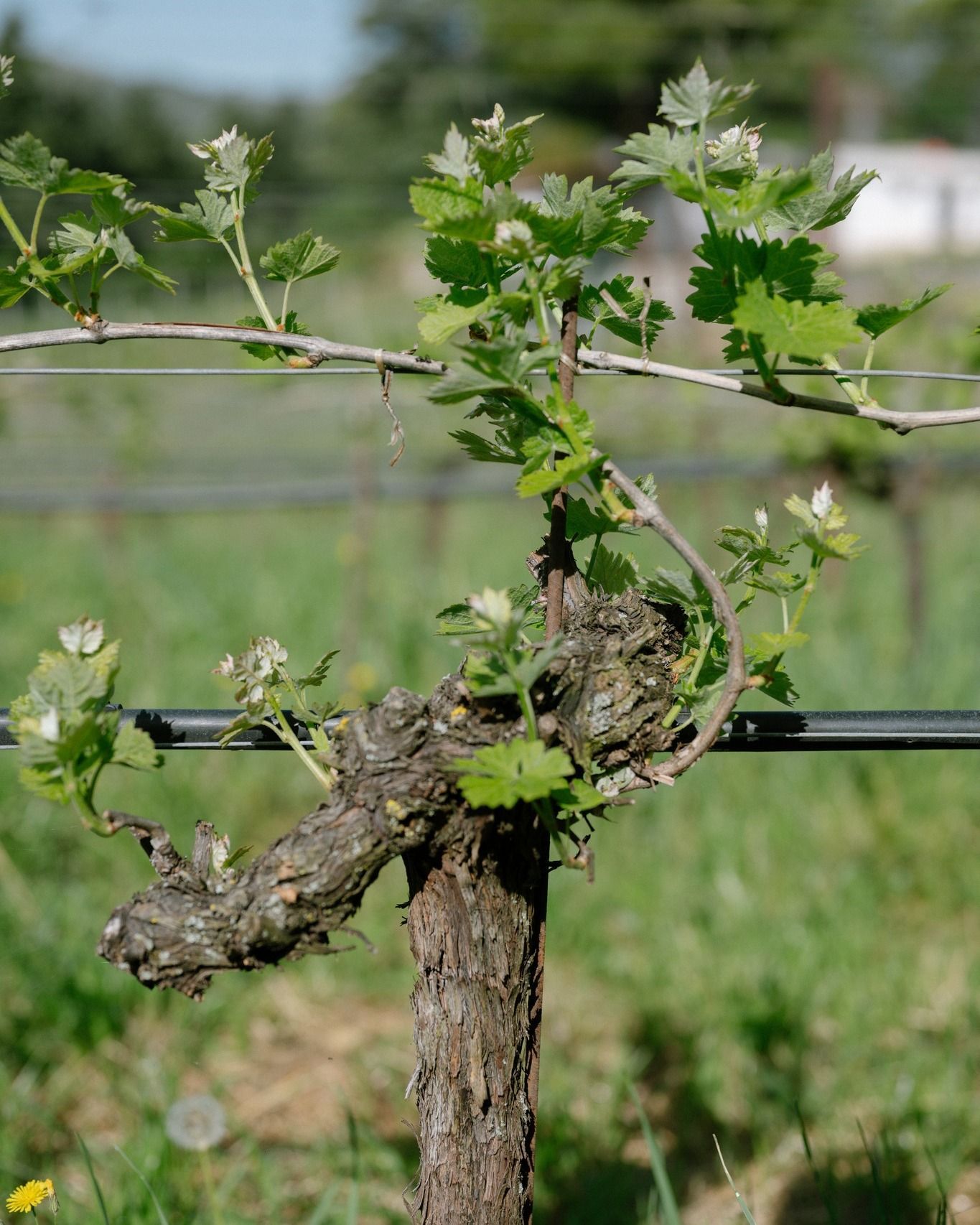 Massimago - Grape vine trunk with new green leaves and shoots growing along a wire trellis.