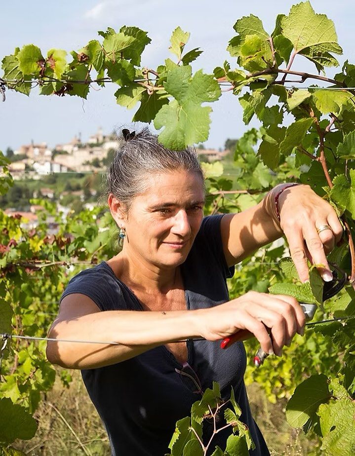 Woman pruning grapevines with clippers in Punset vineyard with town in background.