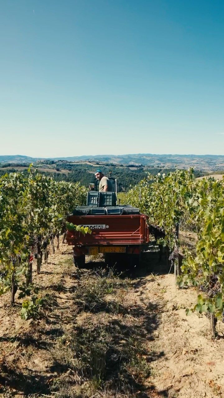 Harvest transport moving through vineyard rows during grape harvest.
