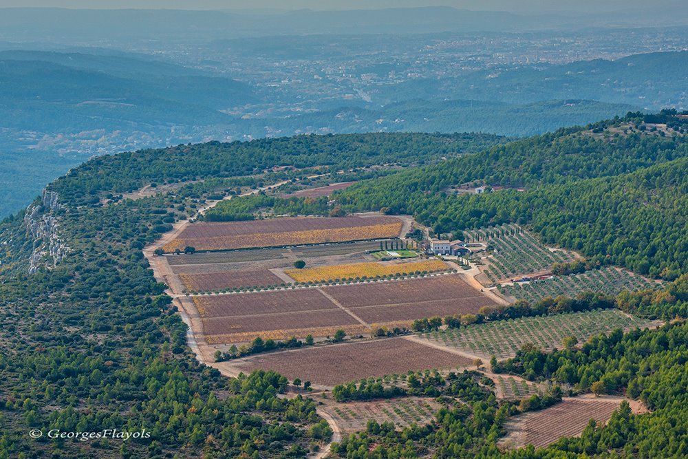 Vineyard on a hillside with colorful fields of plants, a building, and a distant town.