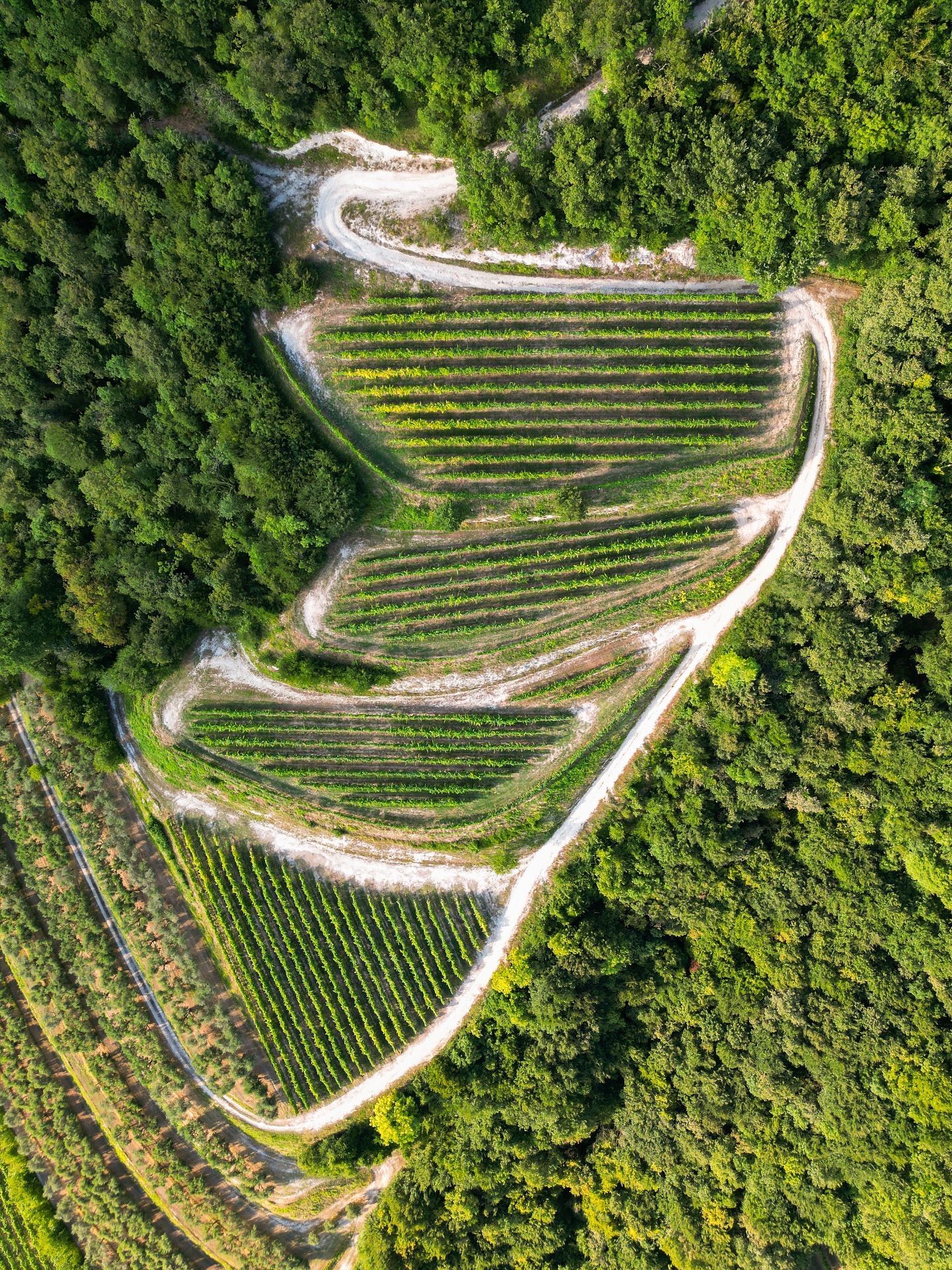 Massimago - Aerial view of a vineyard with terraced rows and a winding road, surrounded by lush green forest.