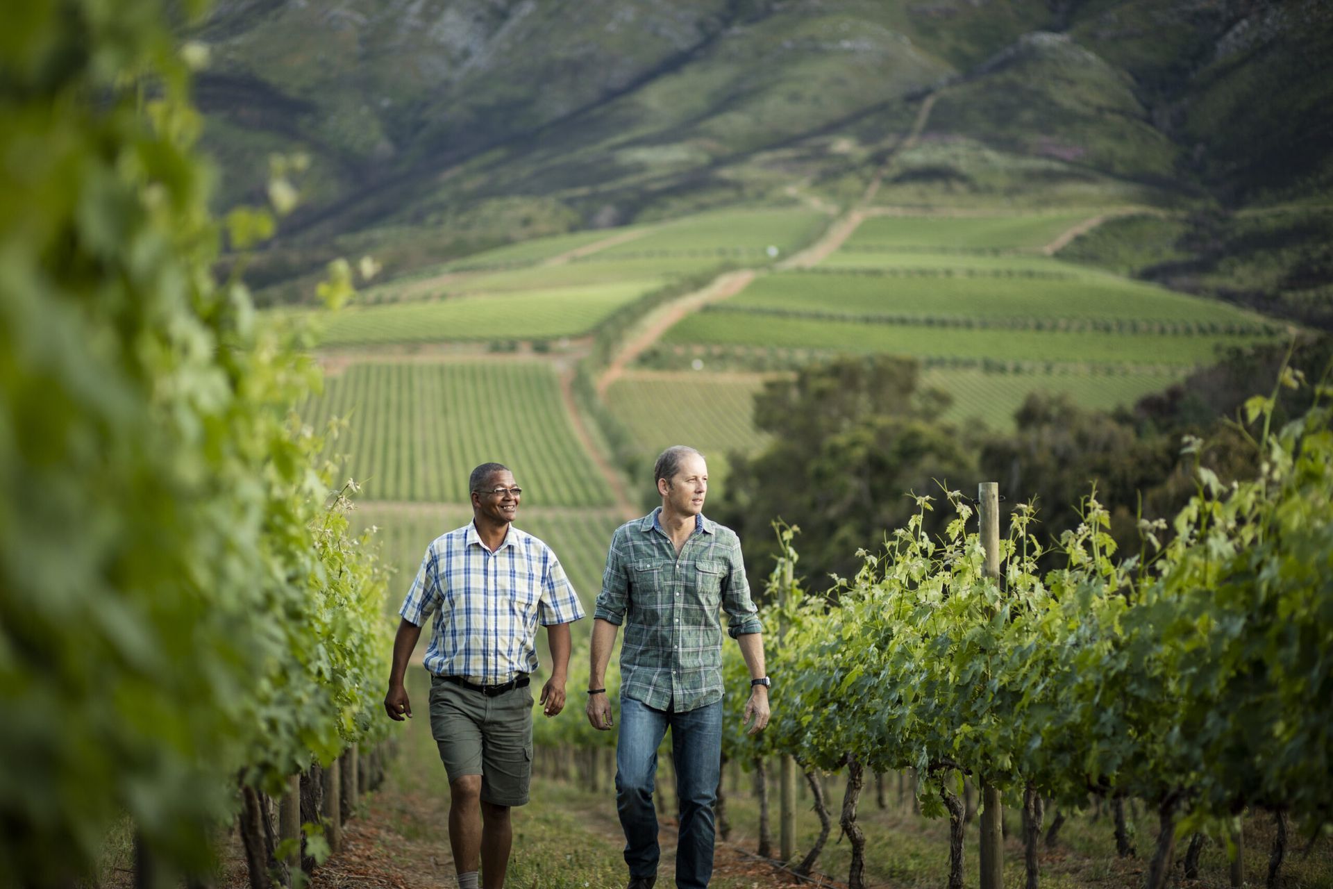 Workers of Tokara walking through the vineyards.