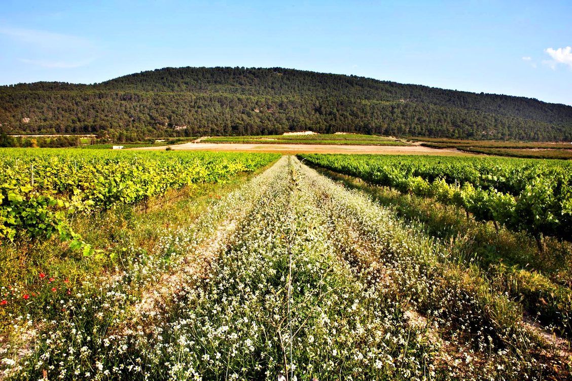 Pago Casa Gran - wildflowers and cover crops covering the vineyards Pago Casa Gran - wildflowers and cover crops covering the vineyards