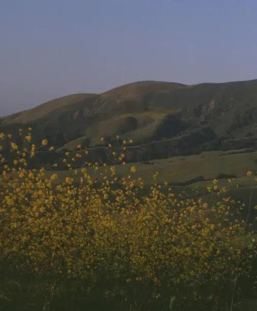 Rolling green hills with yellow wildflowers in the foreground, at Sandhi vineyard