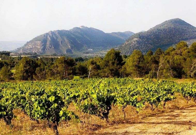 Pago Casa Gran - Vineyards Pago Casa Gran - Vineyards