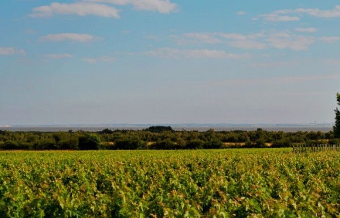 Green vineyard with a treeline and hazy horizon in the distance, at Château Saint Hilaire.