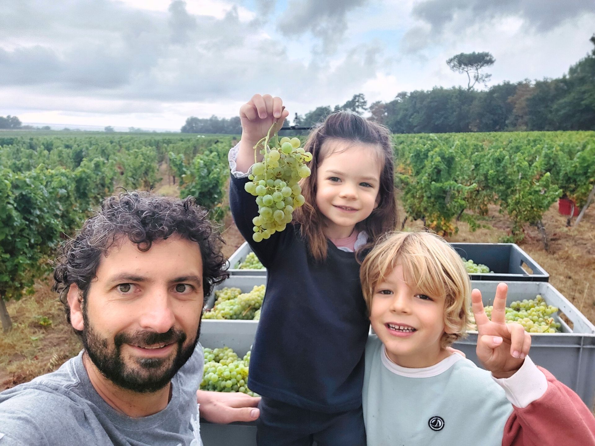 Winemaker of Château Haut Grelot harvesting grapes with his children in the vineyard.
