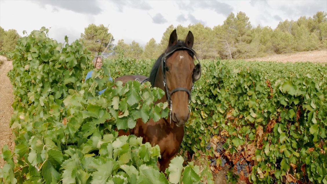 Gilbert & Gaillard Vineyards