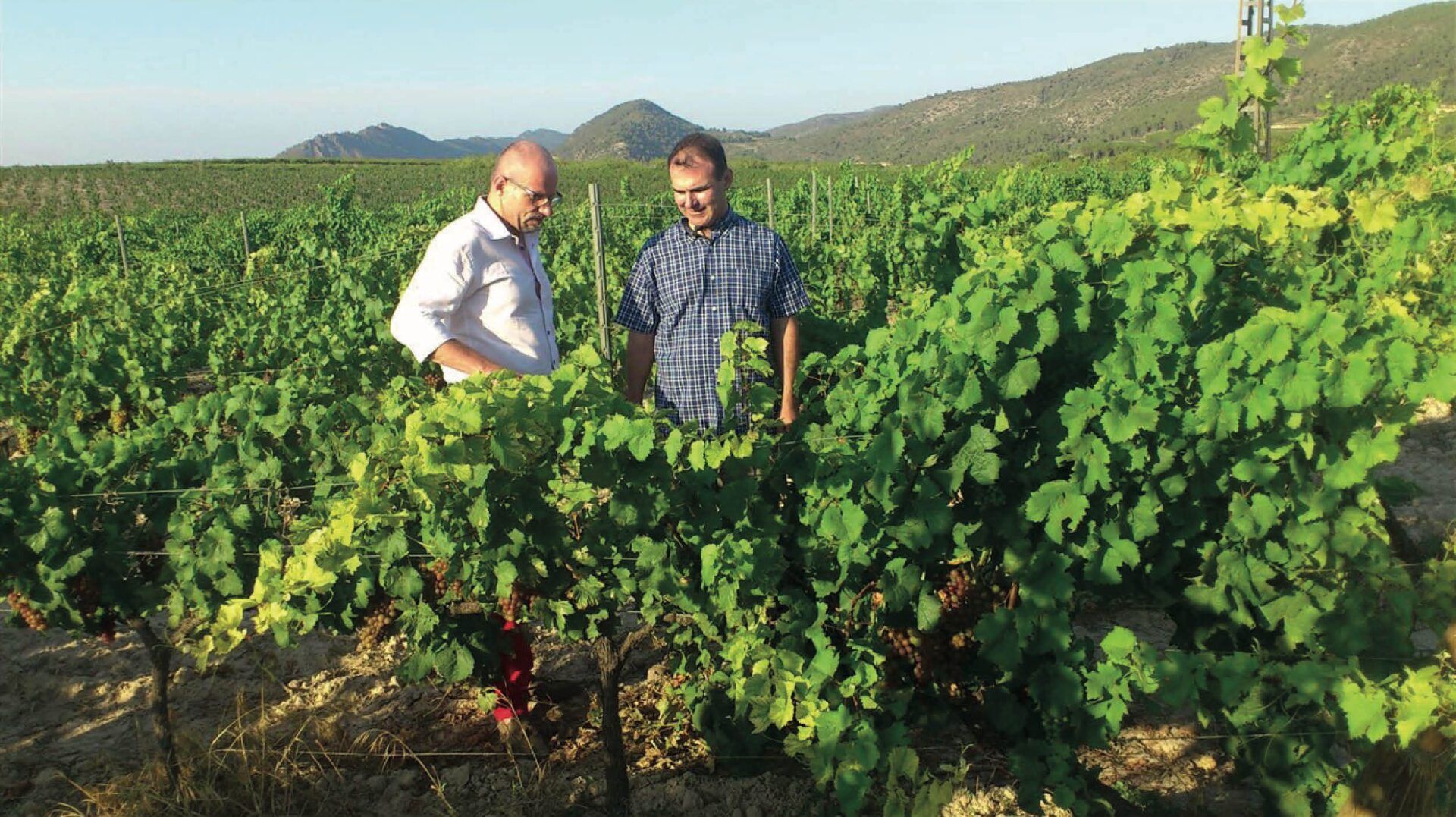 Pago Casa Gran - Carlos Laso in the vineyard Pago Casa Gran - Carlos Laso in the vineyard