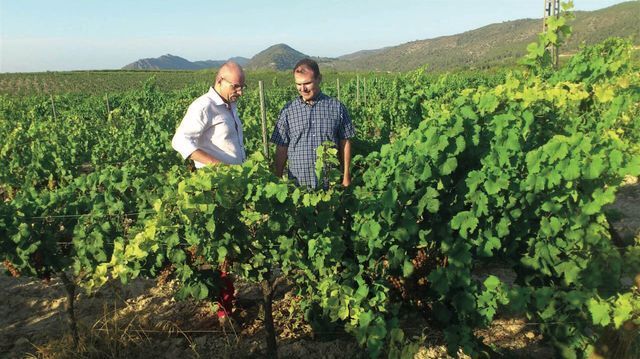 Two men in Pago Casa Gran vineyard, inspecting grapevines.