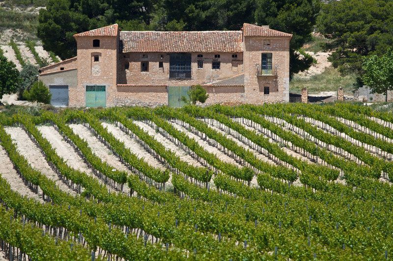 Vineyard with rows of green grapevines leading to a brick building with a tiled roof, at Bodegas Enguera
