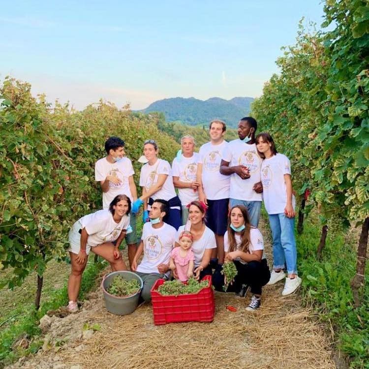 Tenuta Amadio - Grape Harvest Tenuta Amadio - Grape Harvest