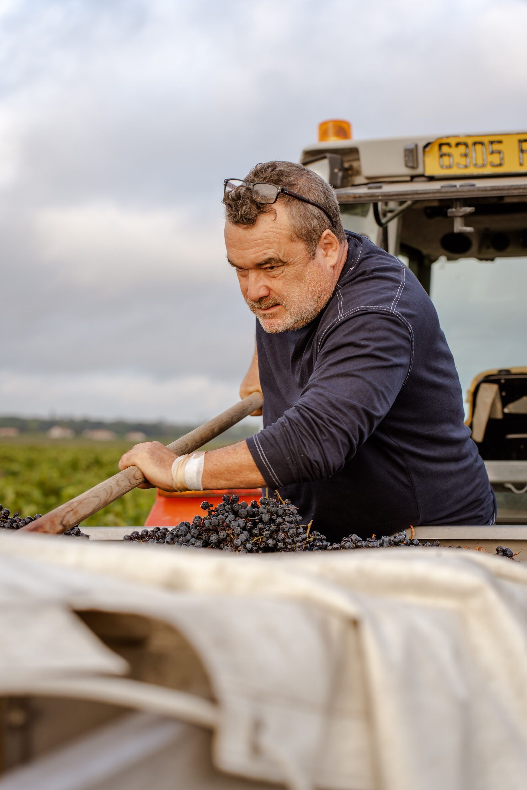 Winemaker shovels dark grapes into a white bin at Château Tour des Termes.