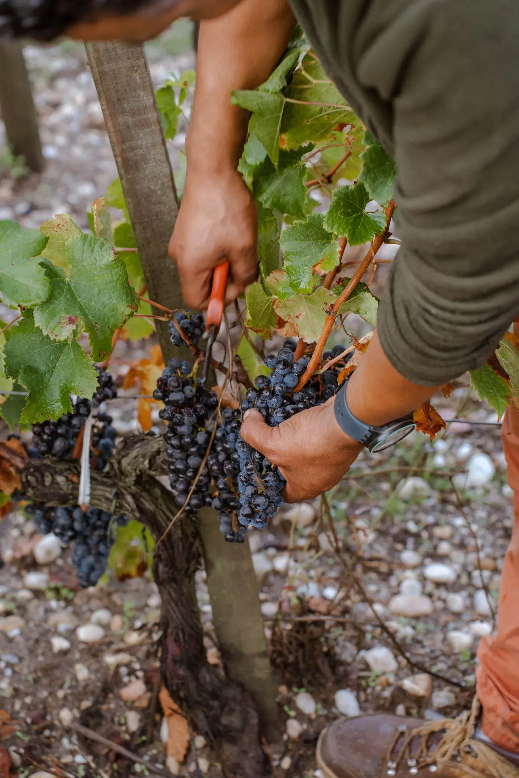 Worker harvesting grapes with shears in Château Tour des Termes vineyard