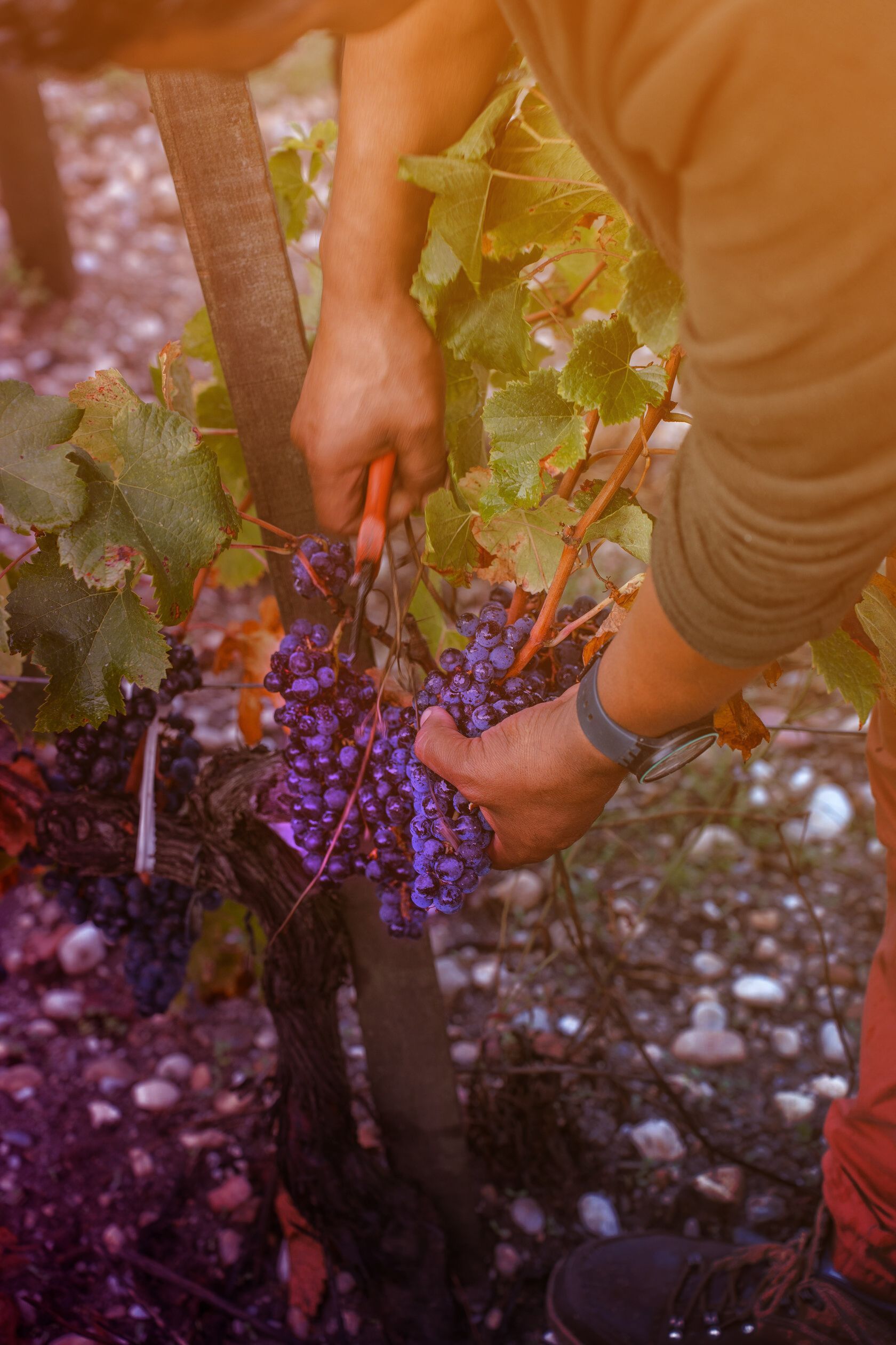 Worker harvesting purple grapes with clippers in Château Tour des Termes vineyard.