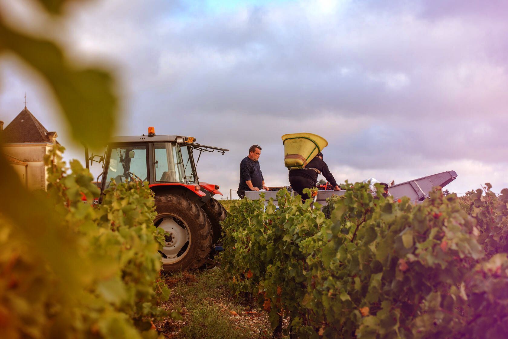 Tractor harvesting grapes in Château Tour des Termes vineyard.