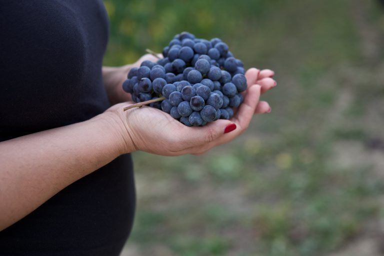 Alberto Voerzio holding a large bunch of dark purple grapes outdoors.