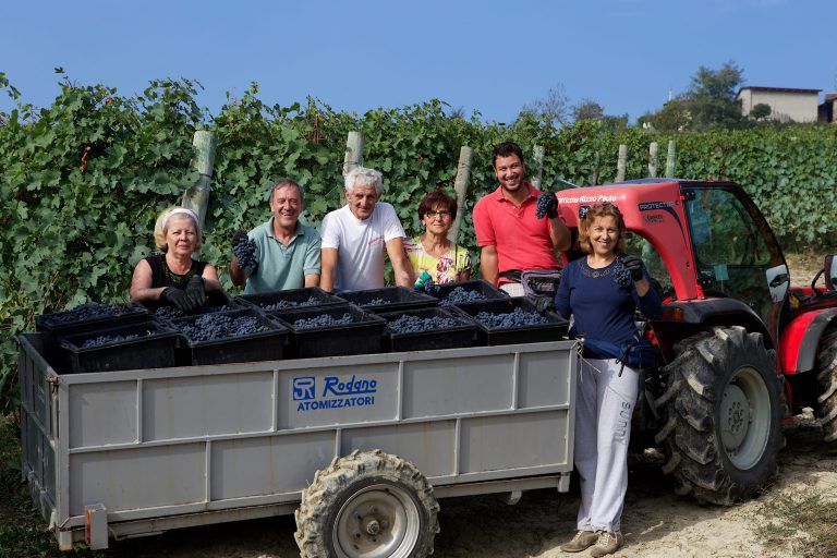 People harvesting grapes in Alberto Voerzio vineyard, standing by a trailer filled with dark grapes.