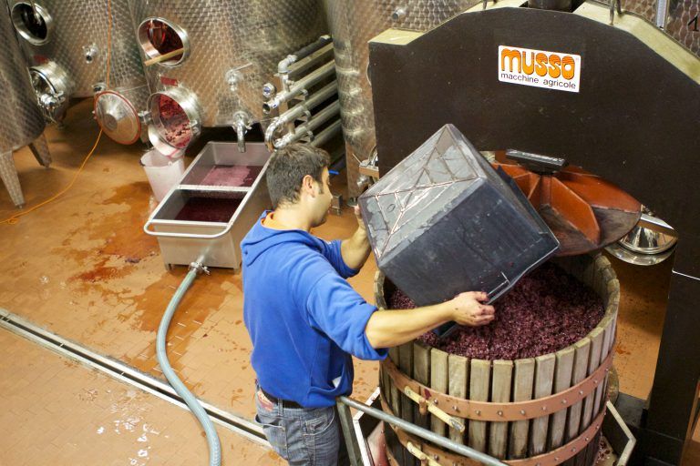 Alberto Voerzio pouring crushed grapes into a wooden wine press in a winery