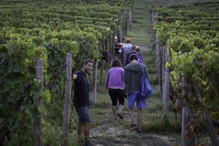 People walking through rows of vines, at Alberto Voerzio vineyard.