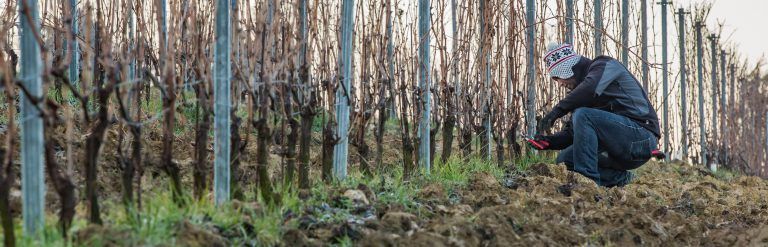 Person tending grape vines in Alberto Voerzio vineyard, crouching down near the ground.