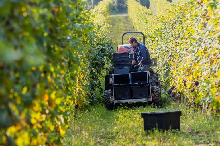 Alberto Voerzio on a tractor inthe vineyard, loading crates with harvested grapes.