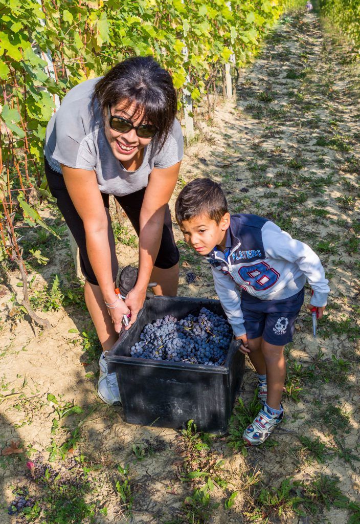 Woman and child harvesting grapes in Alberto Voerzio vineyard