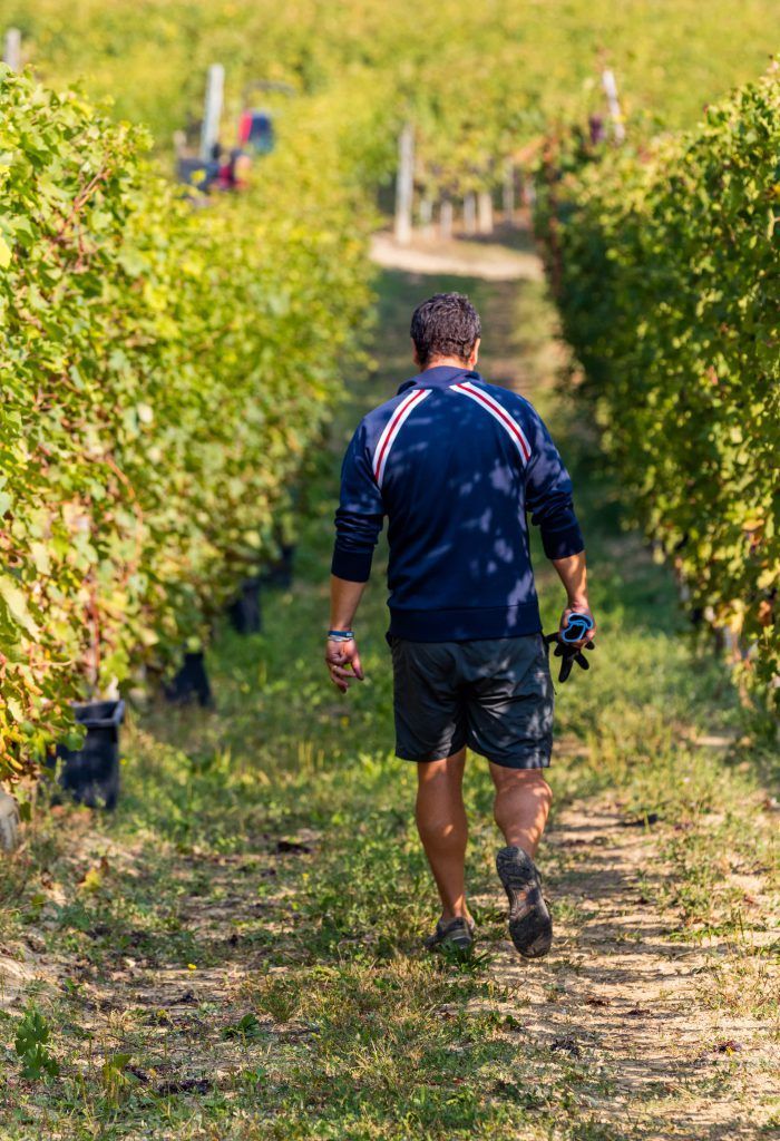 Alberto Voerzio walking through a vineyard, wearing a blue sweater and shorts.