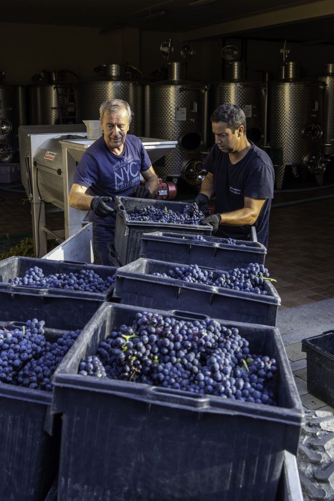 Two people sorting harvested grapes in Alberto Voerzio winery