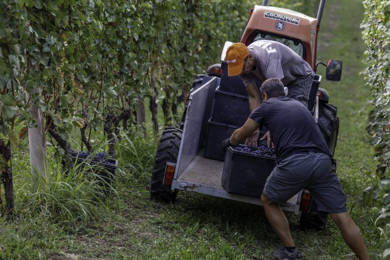 Two people load grape harvest into a tractor trailer in Alberto Voerzio vineyard.