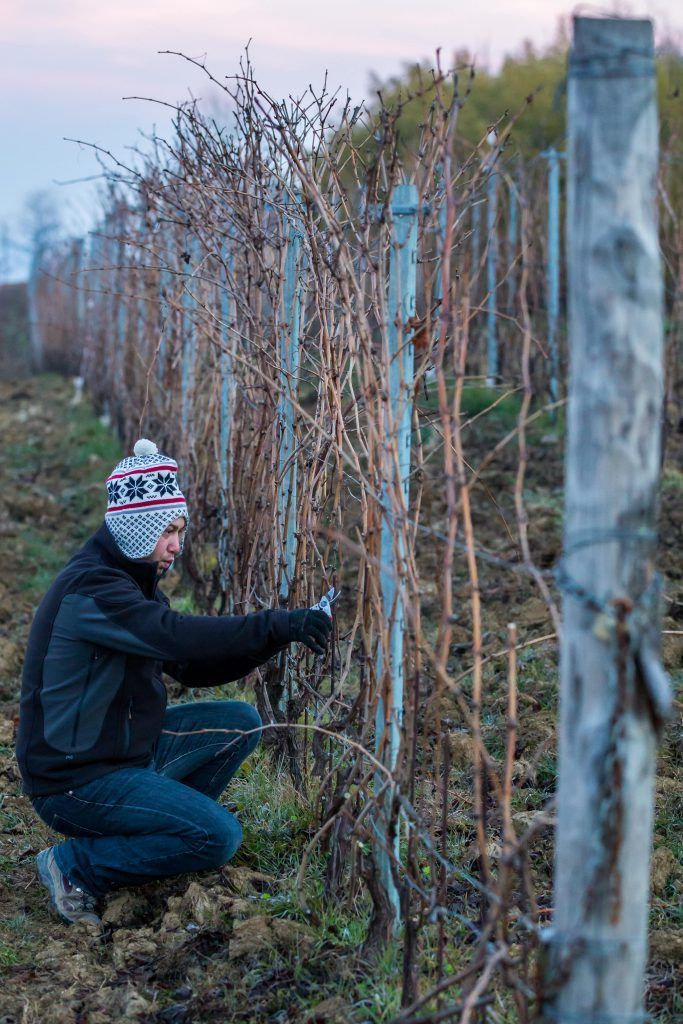 Worker pruning grapevines in a vineyard, during the morning, at Alberto Voerzio vineyard.