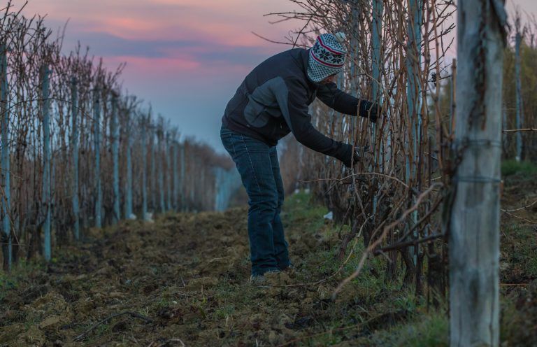 Person pruning vines in Alberto Voerzio vineyard