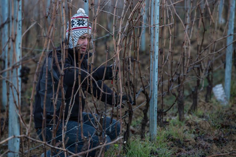 Worker pruning grapevines in winter, standing between metal posts in Alberto Voerzio vineyard.