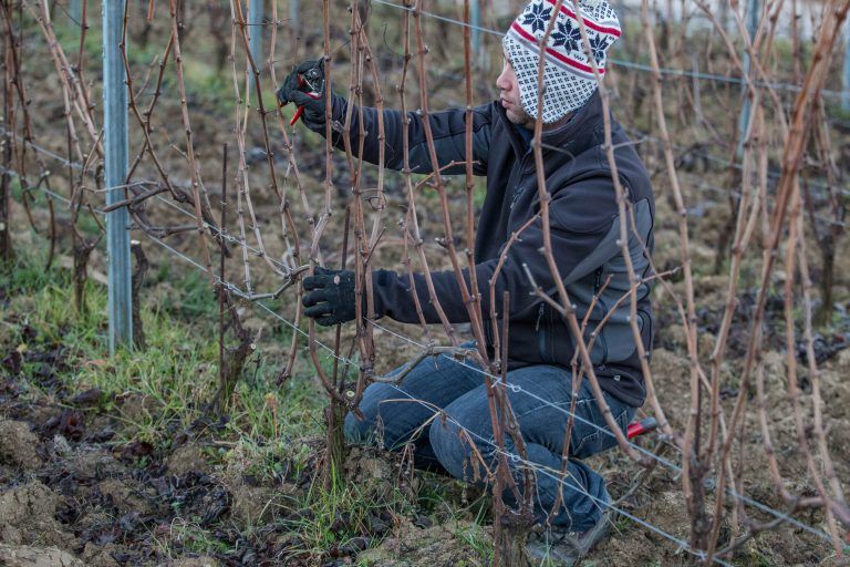 Worker pruning grape vines outdoors in Alberto Voerzio vineyard.
