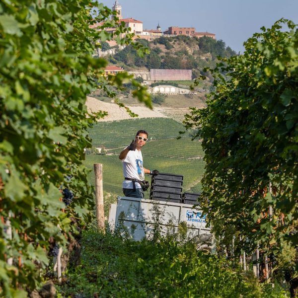 Man in vineyard loads crates onto a truck, at Maquina y Tabla, with a building on the background.