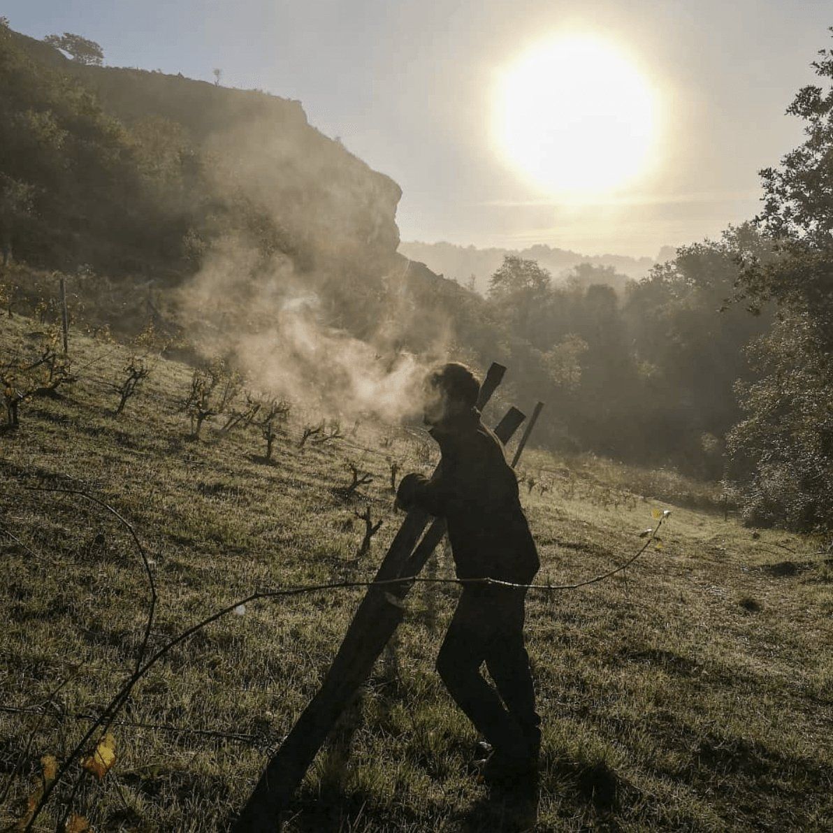 Person standing in vineyard, holding a tool, with sun and mist in background, at Domaine Belargus.