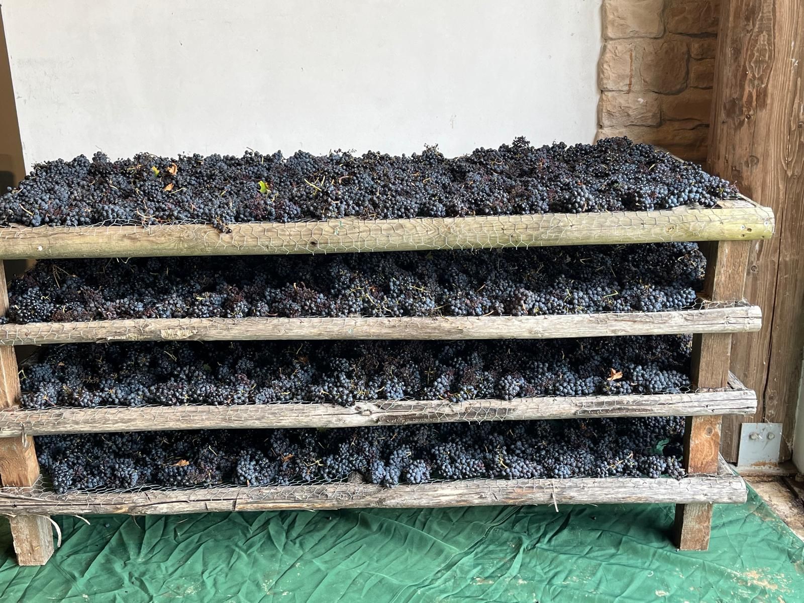 Agri Segretum grapes drying on racks during the appassimento process.