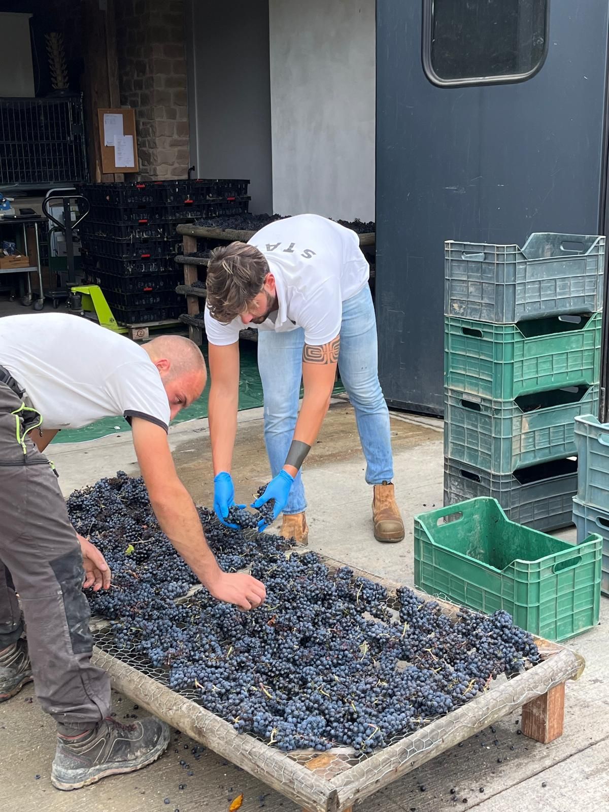 Agri Segretum grapes drying during appassimento on racks to concentrate flavor and structure.